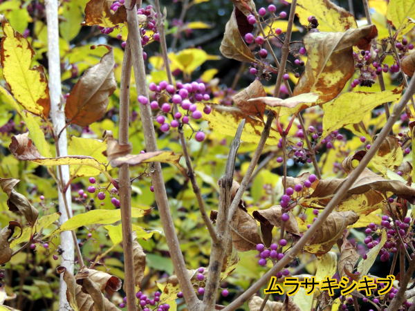 むらさきしきぶ