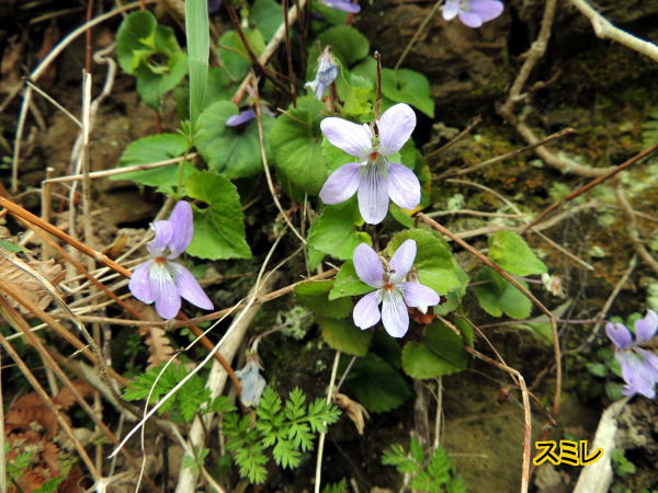 スミレ
