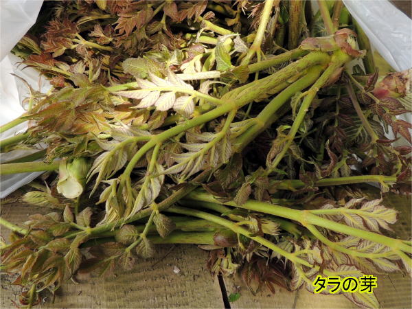 タラの芽
