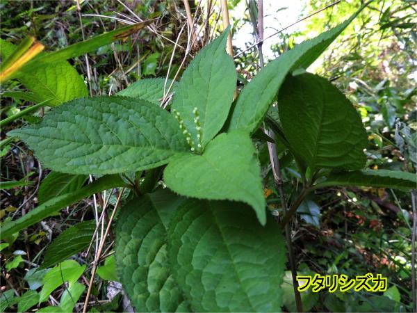 ﾌﾀﾘｼｽﾞｶ