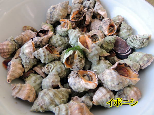 イボニシ