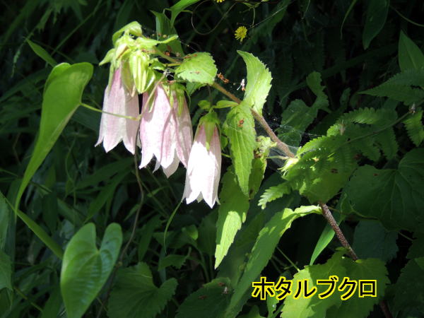 ホタルブクロ