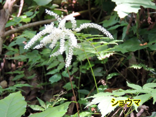 ショウマ