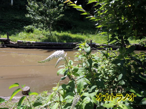 とらのお