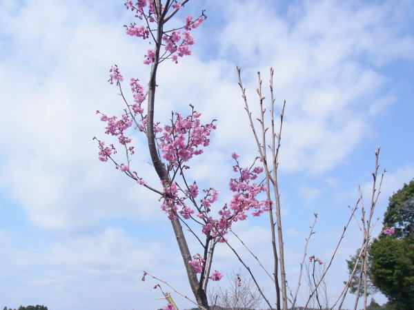 陽光桜