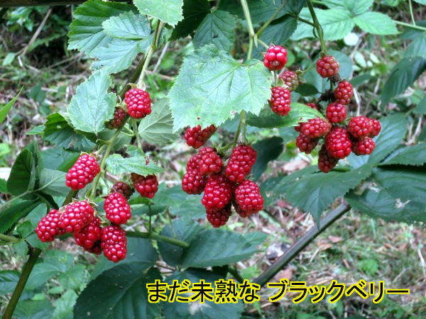 ブラックベリー