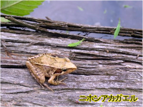 アカガエル