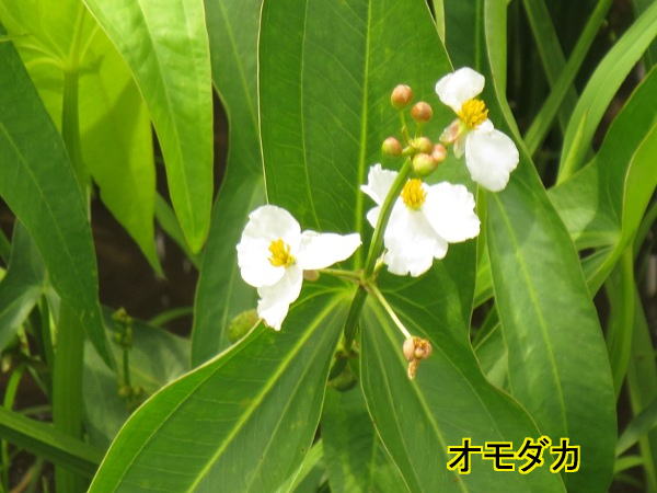 オモダカ