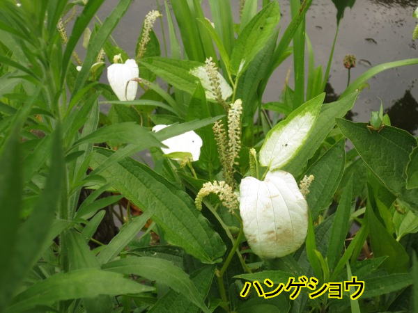 はんげしょう