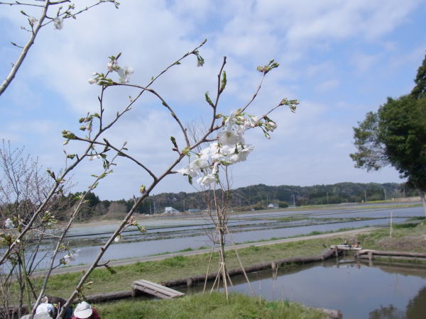 大島桜