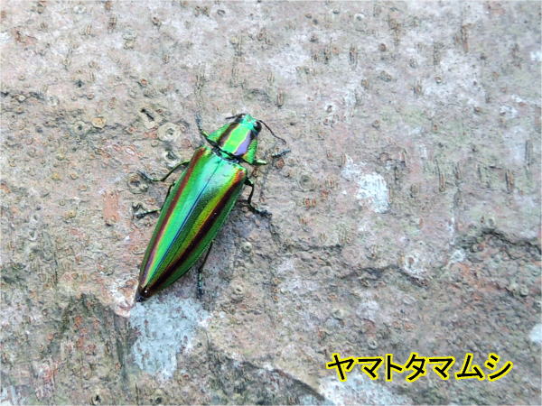 玉虫