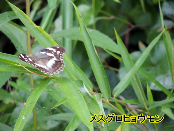 メスグロ