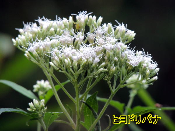 ヒヨドリバナ