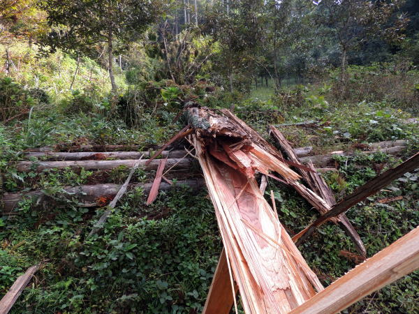 倒木