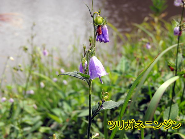 ツリガネニンジン