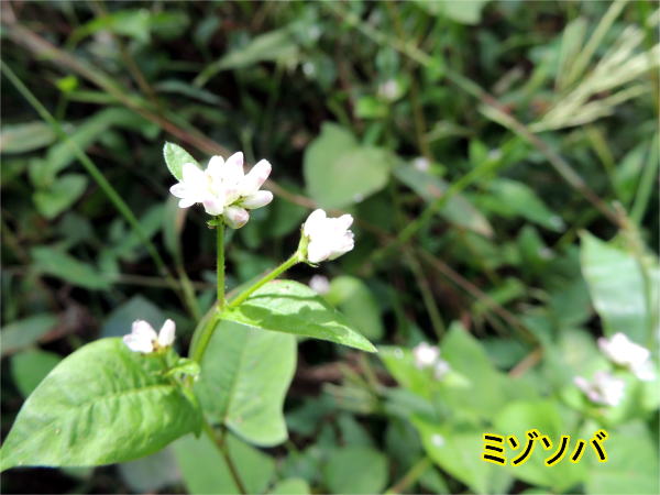 溝蕎麦