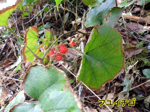 フユイチゴ