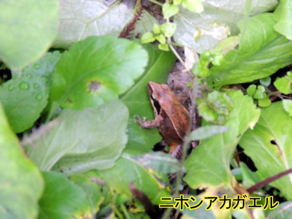 アカガエル