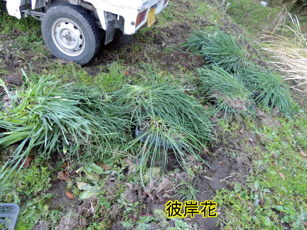 彼岸花
