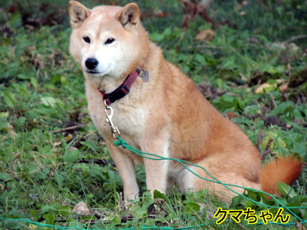 くまちゃん