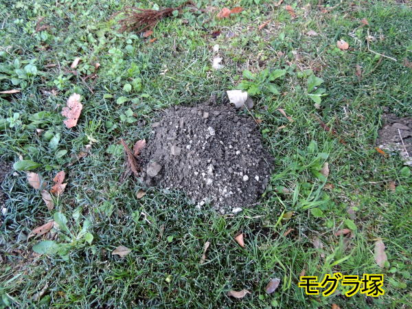 モグラ塚