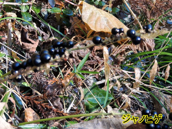 ジャノヒゲ