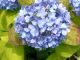 アジサイ２