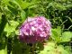 アジサイ３