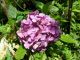 あじさい２