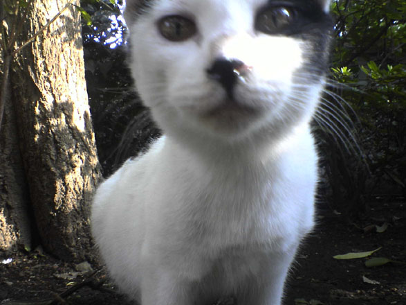 街で見かけた猫