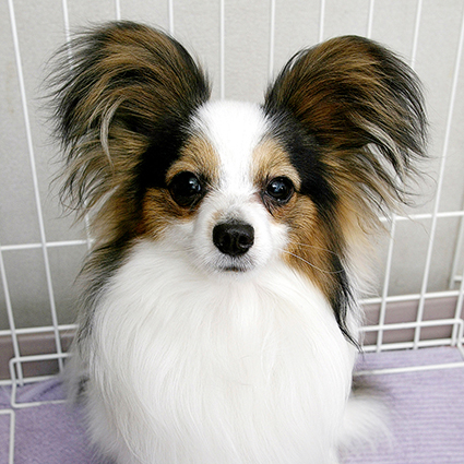 2015.01.17_タント