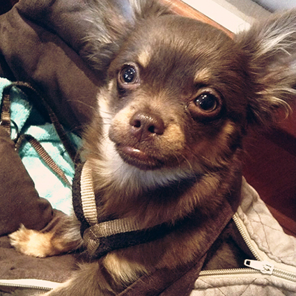 2015.01.12_マロン