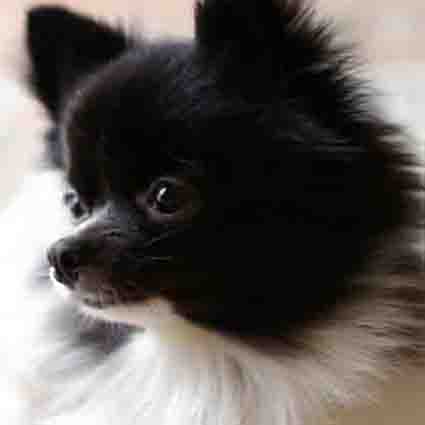 2015.01.09_ちび