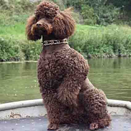 2015.01.03_クッキー