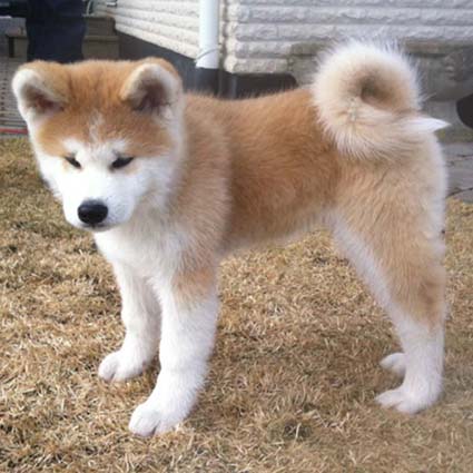 2015.02.04_五右衛門