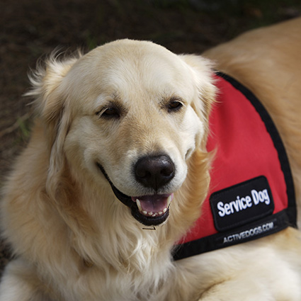 2015.02.02_アップル