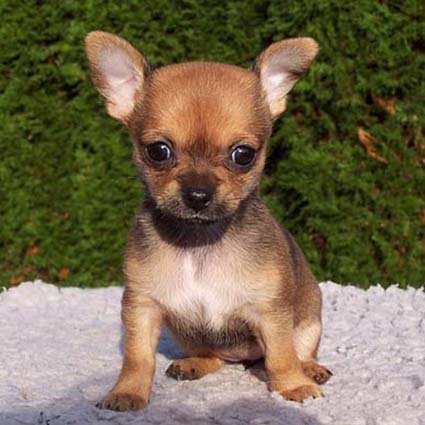 2015.03.01_アダム