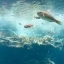 teijiro handa｜美ら海水族館part2