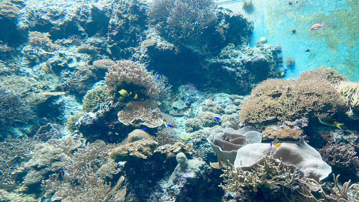 teijiro handa｜美ら海水族館