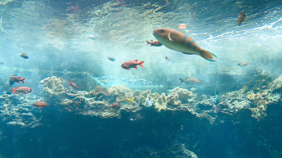 teijiro handa｜美ら海水族館part2